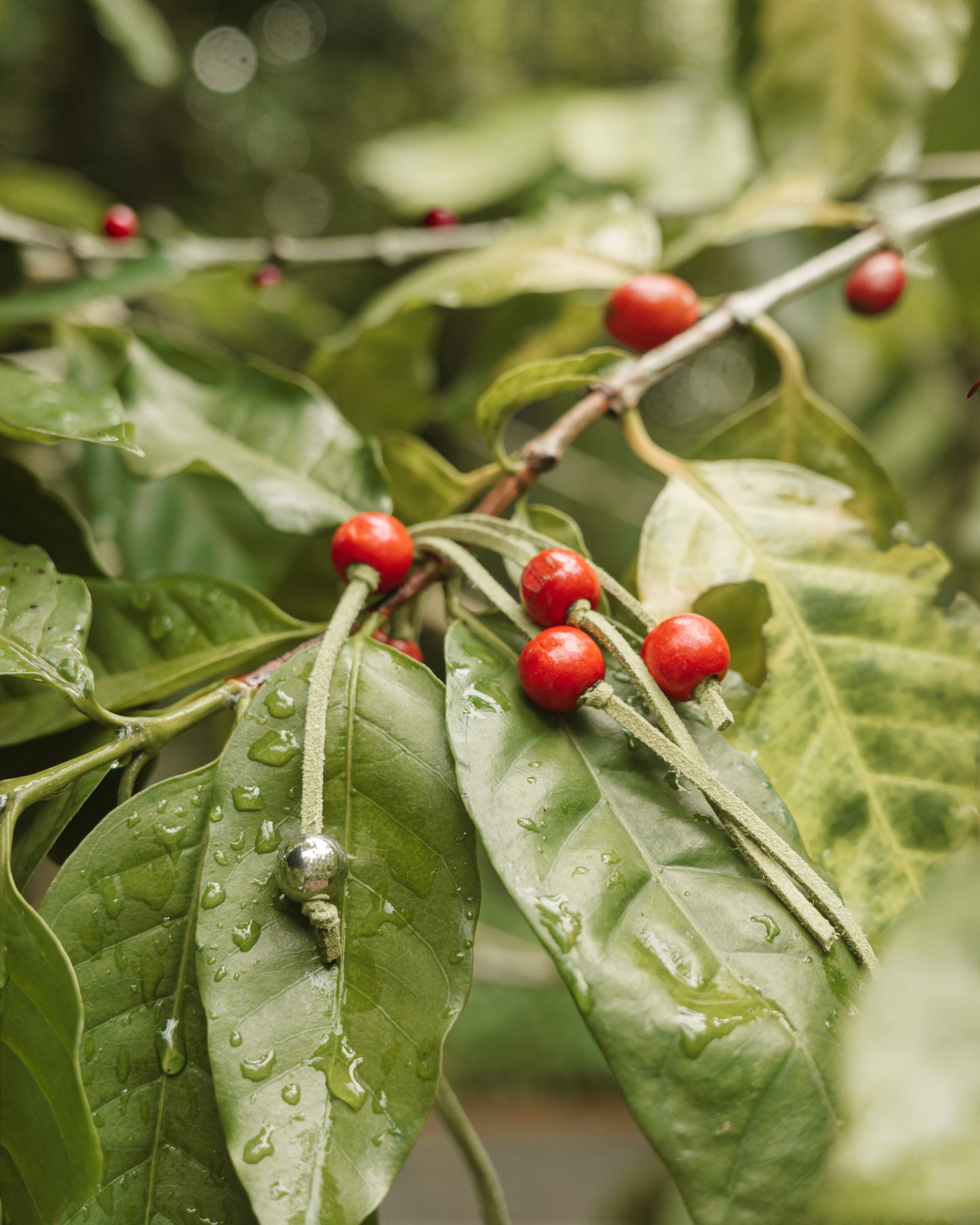 BLOOM SCRUNCHIE in Coffee Leaf