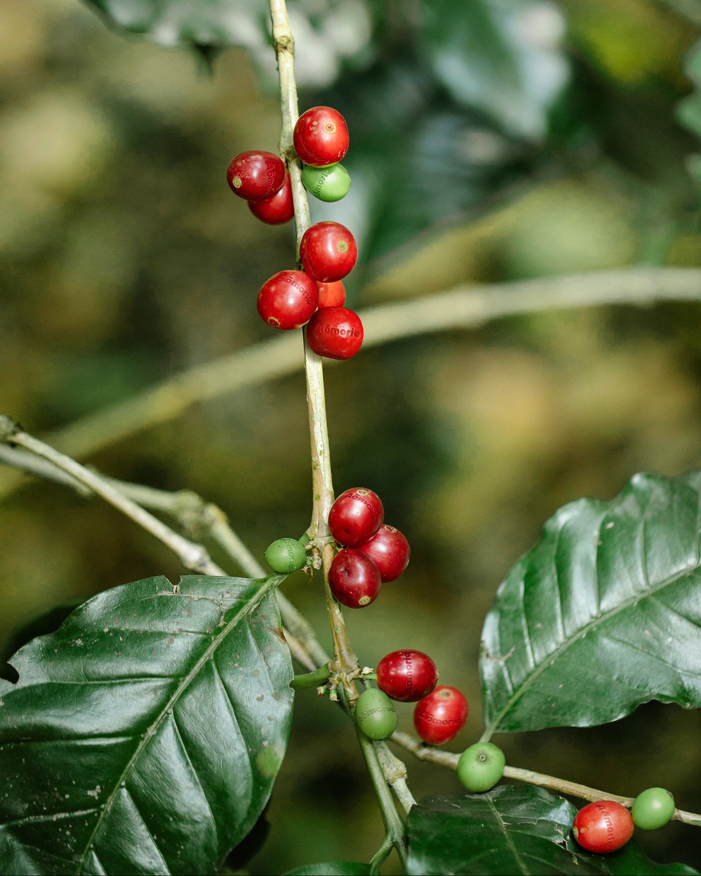 BLOOM BAG 38 in Coffee Cherry [NEW]